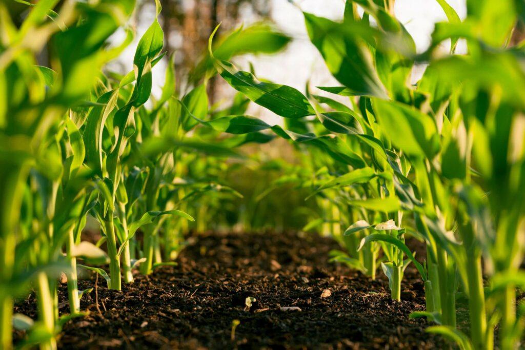 Crop Management Strategies: ​Maximizing Yields for Enduring Farming