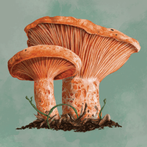 Mycelia The Board Game APK
